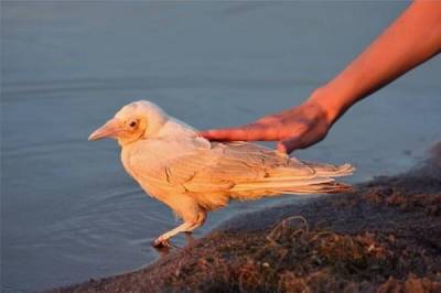 Белые вороны: Судьба «особенных» птиц в стае. Как к ним относятся сородичи на самом деле? - porosenka.net