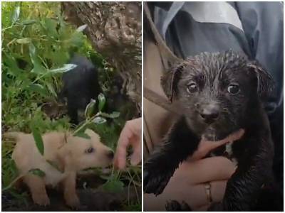 Два щенка мокли под дождем и дрожали, ползая в траве - mur.tv