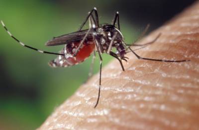 Чем комары могут быть опасны для питомцев? - mur.tv - республика Крым - Краснодарский край