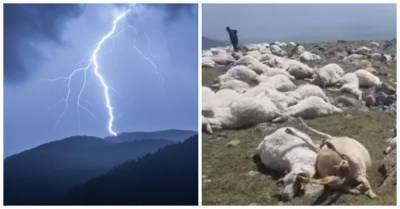 В горах Грузии удар молнии убил более 500 овец - porosenka.net - Грузия