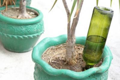 7 хитростей, как поливать комнатные растения, когда дома долго никого нет - novate.ru