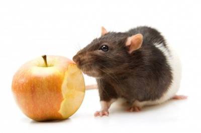 Чем разнообразить диету питомца-крысы? - mur.tv