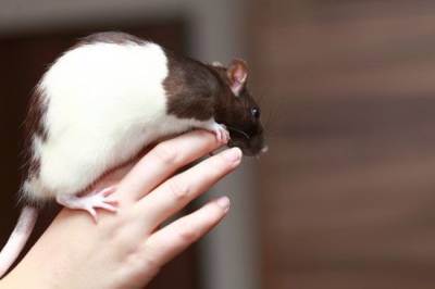 Пробуем искупать крысу: чтобы и весело, и приятно! - mur.tv