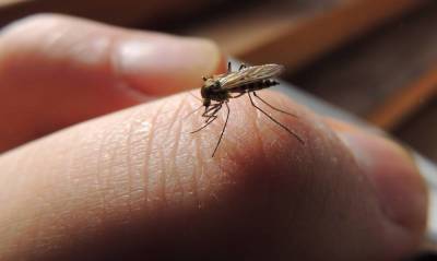 Почему чешется комариный укус? - lifehelper.one