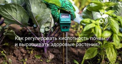 Как регулировать кислотность почвы и выращивать здоровые растения? - sadogorod.club