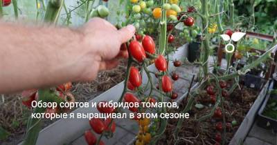 Обзор сортов и гибридов томатов, которые я выращивал в этом сезоне - sadogorod.club