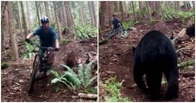 Неожиданная встреча велосипедиста и медведя в лесу с интересным финалом - mur.tv