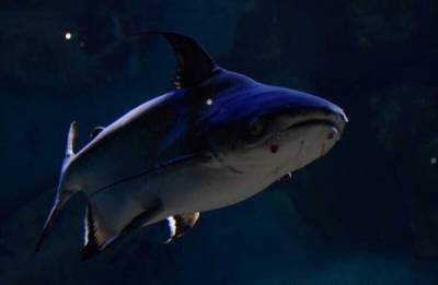 Акулий сом: Смешал в себе черты от акулы и сома, вымахал до 3 метров и кошмарит мутные реки Азии - porosenka.net