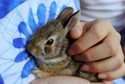 Хороши ли кролики в качестве питомцев для детей? - mur.tv