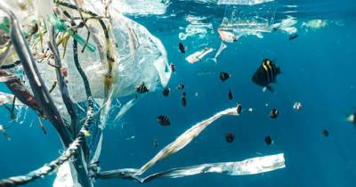 В океане образовалась новая экосистема: она из пластика - womo.ua