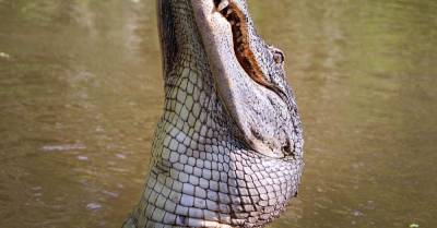 Крокодил утащил работницу зоопарка на глазах у детей — и зверя оседлал посетитель - wmj.ru - Сша - штат Юта - республика Саха