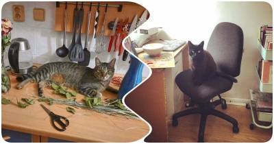 Коты, которые считают себя хозяева квартиры - mur.tv