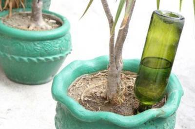 7 хитростей, как поливать комнатные растения, когда дома долго никого нет - lifehelper.one
