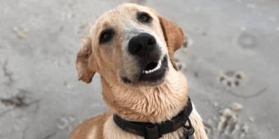 Встречайте Леви: необыкновенный пёс, задаривший хозяйку подарками - mur.tv
