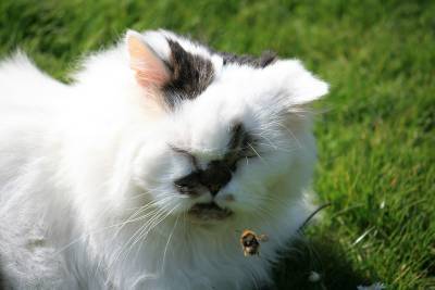 Моя кошка охотится и ест насекомых: это проблема? - mur.tv