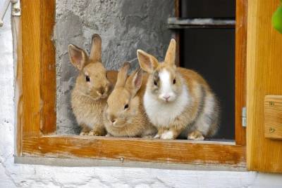 Питомцы-кролики: 5 распространенных заблуждений в содержании - mur.tv