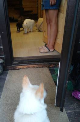 Когда привели собаку в дом Локальный локдаун Всё понятно Обочечник показал своё лицо Посол Великобритании… - porosenka.net - Китай - Англия