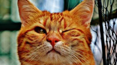 Учёные выяснили, понимают ли кошки человеческую речь - mur.tv