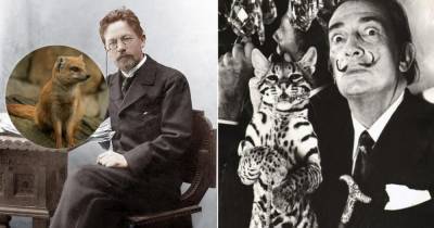 Как у Чехова появился мангуст, зачем Дали завёл кошку весом 16 кг и другие истории экзотических питомцев известных людей - mur.tv