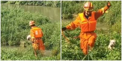 Пожарные спасли собаку, которая оказалась посреди реки - mur.tv - Китай