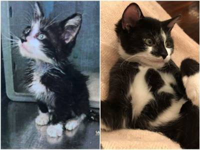 20+ добрых фото кошек до и после спасения - mur.tv
