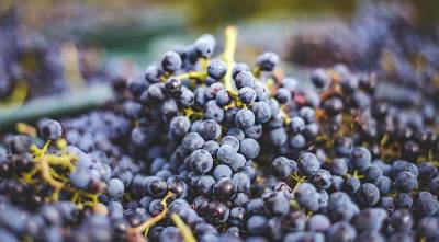 Выращивание винограда: словарь терминов профессионального виноградаря - sadogorod.club - Виноград