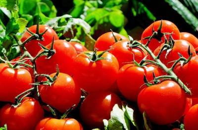 Как правильно выбирать красные помидоры? - lifehelper.one