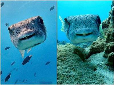 Дайвер нашла себе необычного друга – рыбу-ежа - mur.tv - штат Гавайи
