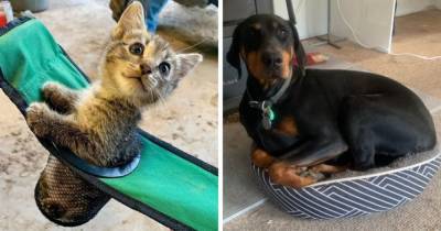 15 фото, которые доказывают, что коты и собаки умеют преломлять пространство и помещаются в любых местах - mur.tv