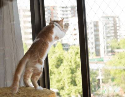 Жителям городских «высоток»: как уберечь своих кошек - mur.tv