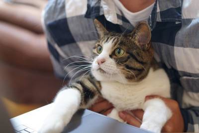 5 веселых и надежных способов прогнать скуку вашей кошки - mur.tv