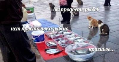 Александр Рыбак - «Вы продоёте рыбов?»: что за мем с котами и рыбой, на котором все разговаривают с ошибками - mur.tv