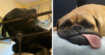 15 забавных собачек, которые так привыкли дарить радость, смех и веселье, что делают это даже во сне - mur.tv