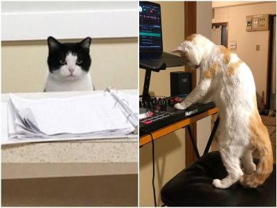 20 деловых котов, которые заняты крайне важными делами - mur.tv