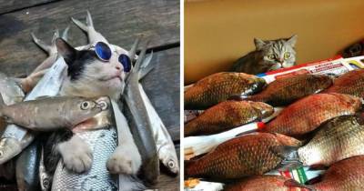 18 фотографий котиков и рыбов, глядя на которые так и хочется сказать «красивое» - mur.tv