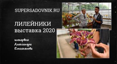 Видео-интервью с Александром Емельяновым: Обзор самых модных сортов лилейников 2020 года - sadogorod.club - Москва