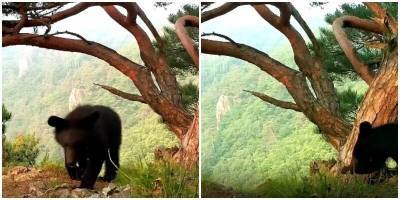 Фотоловушка засняла медведя на фоне удивительного пейзажа - mur.tv