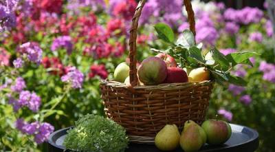 Урожай атакует: что можно сделать, чтобы сохранить все эти яблоки, кабачки и сливы до нового года - sadogorod.club