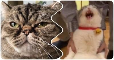 15 эмоциональных котов, которые заслуживают Оскара - mur.tv