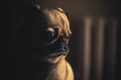 Могут ли собаки переживать перепады настроения? - mur.tv