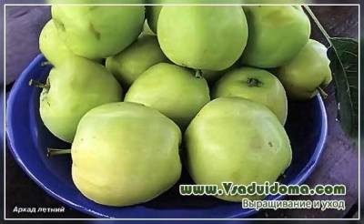 Правда ли что зеленые яблоки не вызывают аллергию? - sadogorod.club