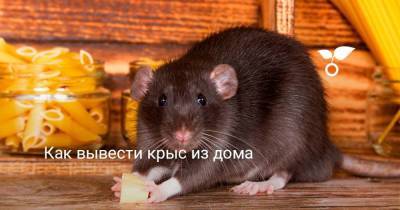 Как вывести крыс из дома - sadogorod.club