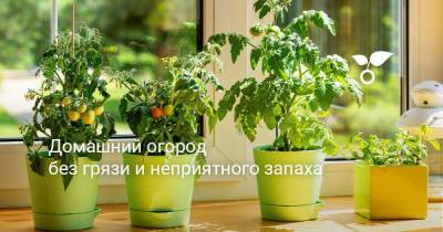 Домашний огород без грязи и неприятного запаха - sadogorod.club