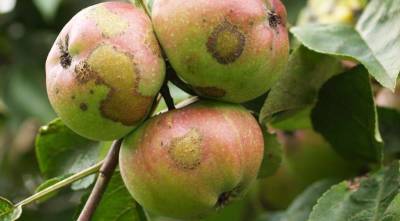 Как правильно поставить диагноз яблоням по урожаю: оцениваем и лечим - sadogorod.club