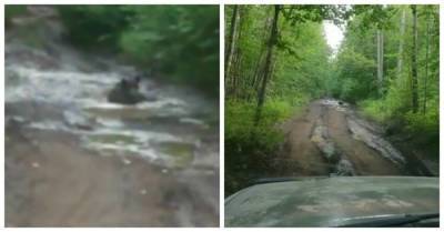 Джакузи отдыхает: на Камчатке сняли, как медведь принимает "грязные ванны": видео - porosenka.net - Сша - штат Теннесси