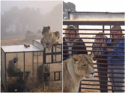 В львином заповеднике ЮАР появилась “клетка” для туристов - mur.tv - Юар
