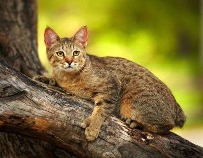 Лесной эльф из Царства кошек – пикси-боб - mur.tv