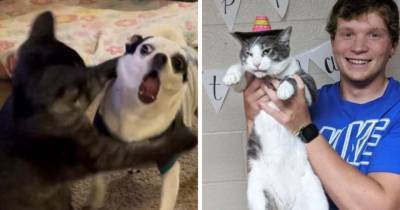 17 забавных фото котов и собак, чьи чувства и эмоции явно написаны на мордочках - mur.tv