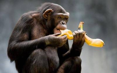 Правда или миф: обезьяны любят бананы больше всего - mur.tv
