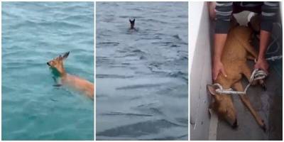 Рыбак спас оленёнка, приняв его за акулу - mur.tv - Англия